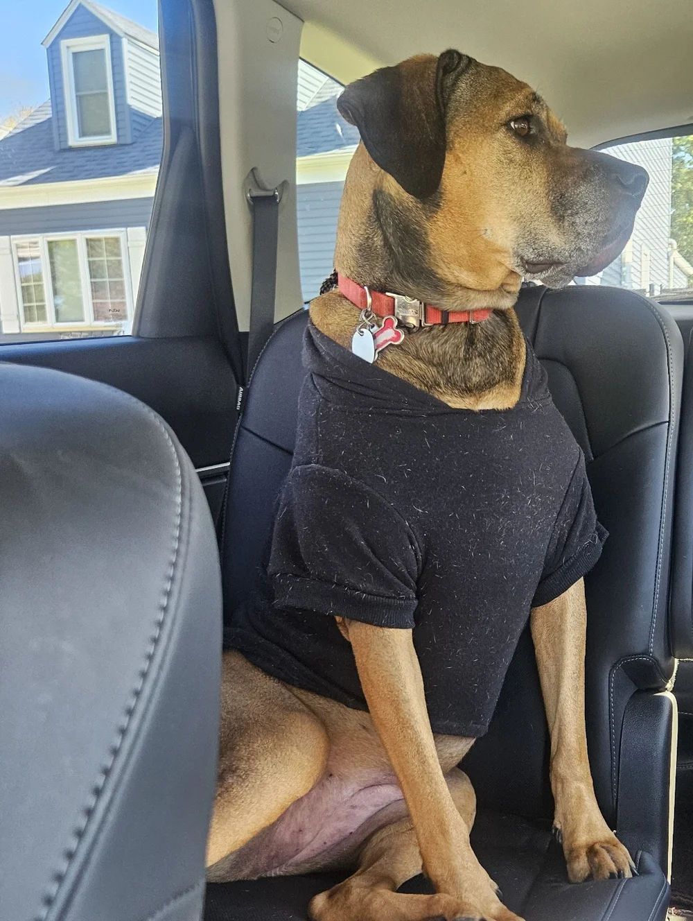 Pet Halloween Hoodie - Black 